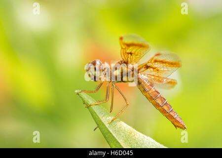 L'Est de l'Amberwing libellule posée sur une feuille Banque D'Images