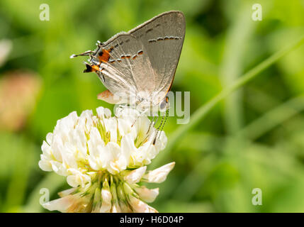 Petit papillon porte-queue gris se nourrissent d'une fleur de trèfle blanc Banque D'Images