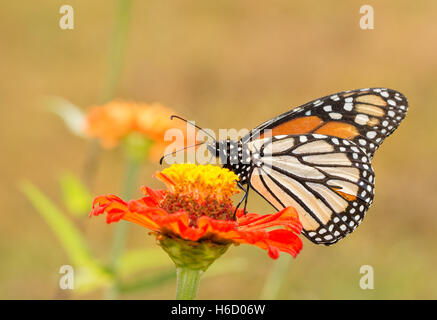 Vue ventrale d'un monarque, Danaus plexippus, au jardin d'été Banque D'Images
