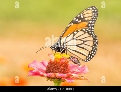 Papillon monarque pollinisant un Zinnia rose fleur Banque D'Images