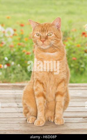 Ginger tabby cat assis sur le porche en bois, avec jardin d'arrière-plan Banque D'Images