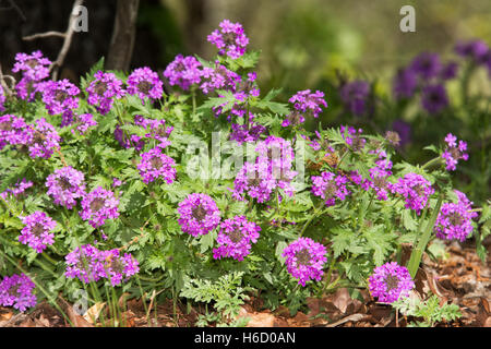 Purple flower mound verveine des Prairies au printemps, en lisière de bois Banque D'Images