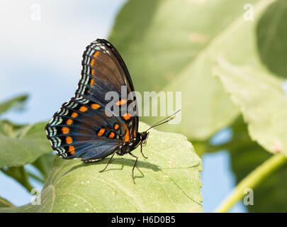 Violet rouge papillon Amiral reposant sur une feuille de tournesol Banque D'Images