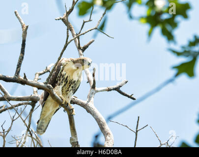 Les juvéniles, Buteo jamaicensis buse à queue rouge, assis sur un arbre, peeking vers le bas Banque D'Images