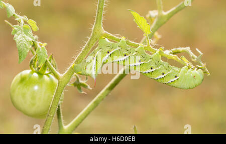 Papillon sphinx du tabac alimentation caterpillar un plant de tomate Banque D'Images