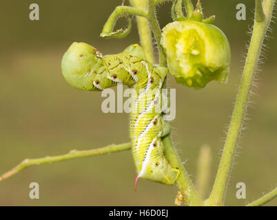 Sphinx du tabac moth chenille reposant sur un plant de tomate Banque D'Images