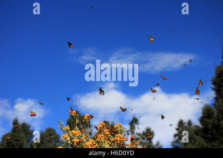 Les papillons monarques à Michoacan, Mexique, des millions migrent chaque année et se réveiller avec le soleil. Banque D'Images