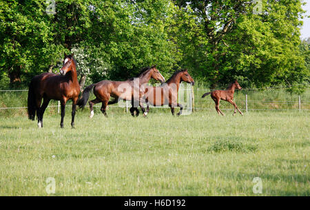 Un troupeau de chevaux Holsteiner brun avec un poulain au galop sur un pré Banque D'Images