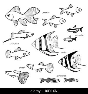 Collection de poissons d'aquarium. Guppy, poisson rouge, poisson zèbre, scalaire, cardinal ou tétra néon, poissons porte-épée à la main l'illustration. X Banque D'Images