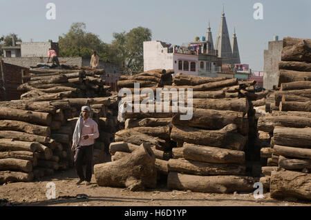 L'INDE, l'Uttarakhand, Jaspur, parc à bois avec bois de teck et acajou Banque D'Images