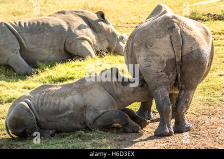 Rhinocéros blanc du sud (Ceratotherium simum) calf suckling Banque D'Images