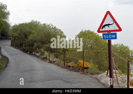 Faible signal routier dans la région de Gibraltar Rock nature reserve met en garde les automobilistes à faire attention aux lézards Banque D'Images