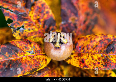 Arbre de Medlar fruit Mespilus germanica feuilles d'automne couleur rouille Mespilus germanica fruit Banque D'Images