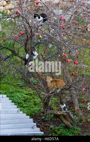 Chats sur le grenadier, Athènes Grèce Banque D'Images