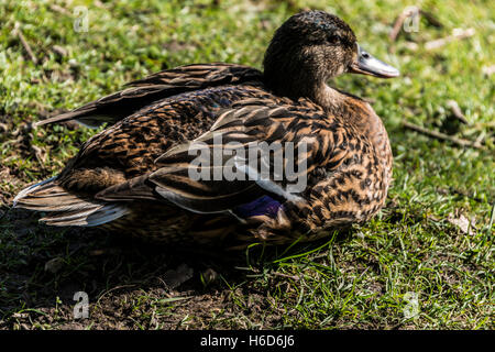 Une femelle Canard colvert (Anas platyrhynchos) assis sur les rives d'un lac Banque D'Images