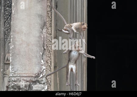 Saut, macaques à queue longue, macaque mangeant du crabe, Macaca fascicularis, Angkor Wat, Cambodge Banque D'Images