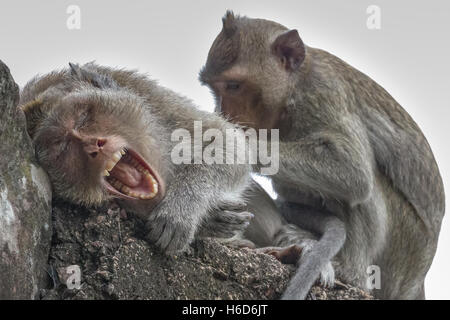 Bâillements et soins soignés, hommes, macaques à queue longue, ou macaque mangeant des crabes, Macaca fascicularis, Angkor Wat, Cambodge Banque D'Images