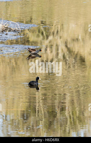 Une Foulque macroule (Fulica atra) et une poule d'eau (Gallinula chloropus) Banque D'Images