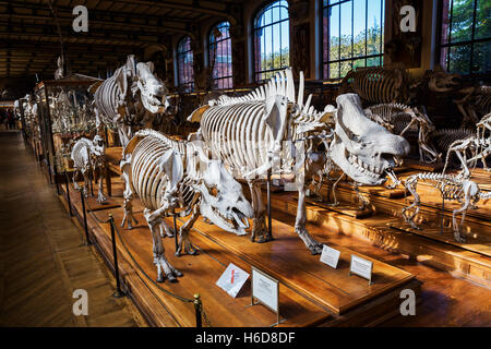 Des squelettes d'animaux dans la galerie de Paléontologie et d'Anatomie Comparée à Paris, France Banque D'Images