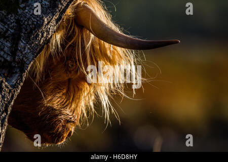 Vache Highland rétroéclairé l'éraflure sur un arbre dans la lumière du soleil du matin. Banque D'Images