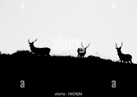 Trois silhouettes de Red Deer stag. Banque D'Images