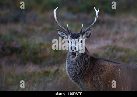 Red Deer Stag sur la lande. Banque D'Images