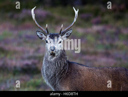 Red Deer Stag en bruyère. Banque D'Images