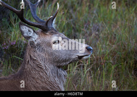 Vue de côté Red Deer Stag. Banque D'Images