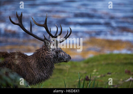 Red Deer Stag autour de mer. Banque D'Images