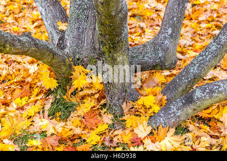 Norvège Maple Acer platanoides arbre automne Acer troncs tordus feuilles tombées sur le sol arbre à feuilles caduques Banque D'Images