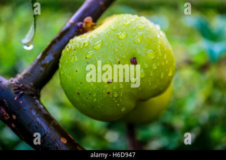 Ripe green apple sur la branche avec gouttes de rosée Banque D'Images