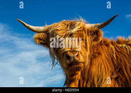 Vache Highland à la recherche vers le bas dans l'appareil photo. Banque D'Images