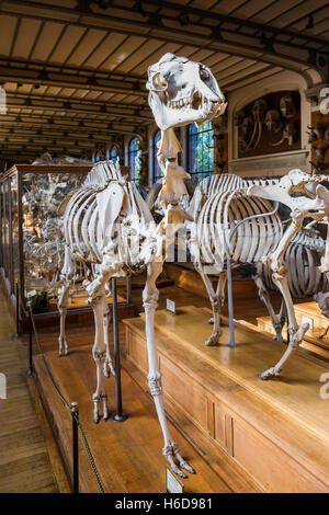 Des squelettes d'animaux dans la galerie de Paléontologie et d'Anatomie Comparée à Paris, France Banque D'Images