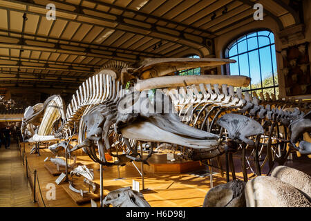 Des squelettes d'animaux dans la galerie de Paléontologie et d'Anatomie Comparée à Paris, France Banque D'Images