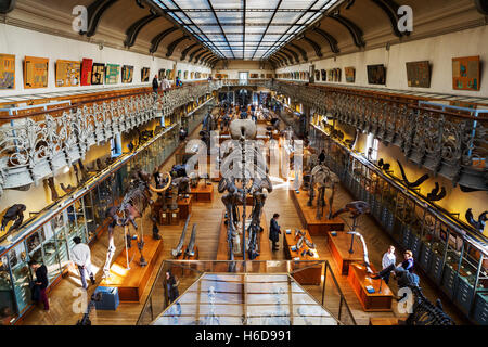 Des squelettes d'animaux dans la galerie de Paléontologie et d'Anatomie Comparée à Paris, France Banque D'Images