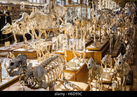 Des squelettes d'animaux dans la galerie de Paléontologie et d'Anatomie Comparée à Paris, France Banque D'Images