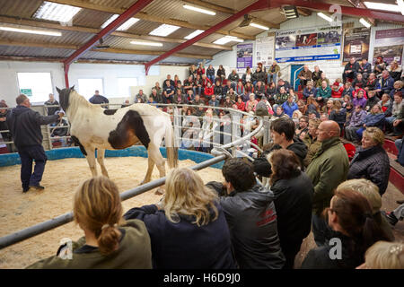 Foire du cheval local encan à un marché en Angleterre au Royaume-Uni Banque D'Images