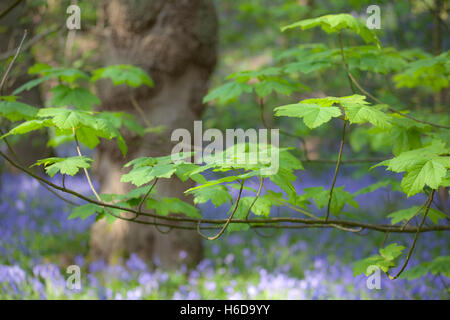 Les feuilles de platane et de jacinthes des bois à près de Bradford, West Yorkshire, Royaume-Uni Banque D'Images