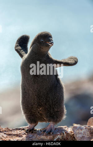 Close-up d'un poussin manchot Adélie (Pygoscelis adeliae) battre des ailes debout sur un rocher sur un après-midi ensoleillé de l'Antarctique. Banque D'Images