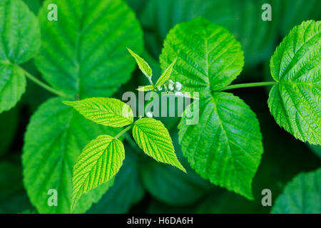 Red Raspberry Rubus idaeus c.-à-Vue de dessus les feuilles. Close up. Focus sélectif. Banque D'Images