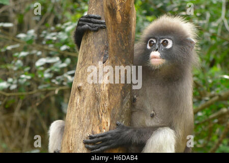 Libre de langur sombre (specatacled leaf monkey), Prachuap Khiri Khan, Thaïlande Banque D'Images