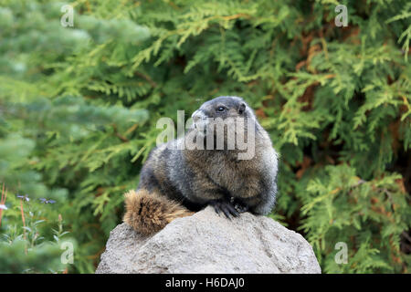 La marmotte à Mount Rainier National Park Washington Banque D'Images