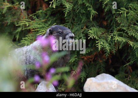 La marmotte à Mount Rainier National Park Washington Banque D'Images