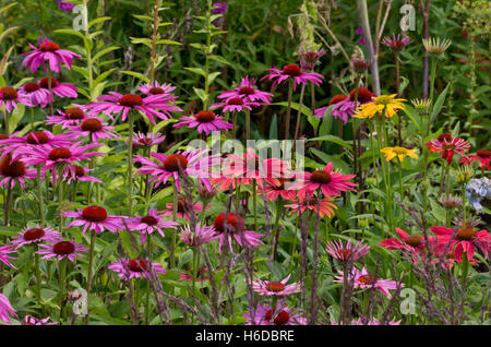 Echinacea Cheyenne Spirit Banque D'Images