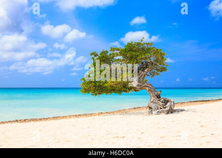 Aruba, Antilles néerlandaises. Banque D'Images