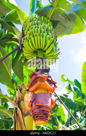 L'inflorescence de la banane est partiellement ouvert, la ferme en Palaipafos, Chypre. Banque D'Images