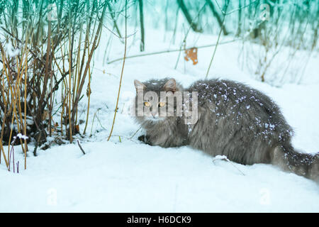 Chat sibérien walking in snow Banque D'Images