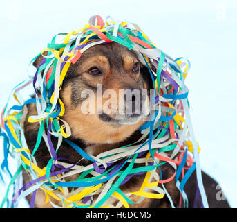 Portrait d'un chien pris dans la serpentine de couleur. Promenade de chiens dans la neige outdoor Banque D'Images