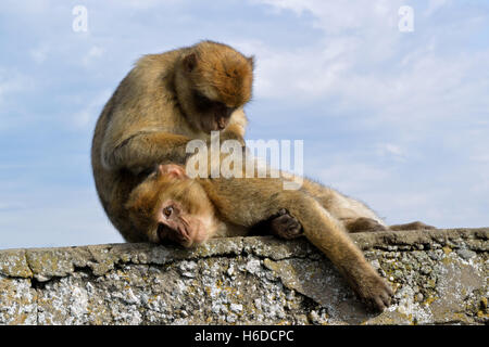 Gibraltar deux macaques de Barbarie sur la partie supérieure du Rocher, les seuls singes sauvages en Europe Banque D'Images