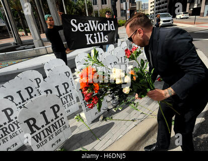 Orlando, United States. 27 Oct, 2016. Le 27 octobre 2016. Des militants de personnes pour le traitement éthique des animaux (PETA) organiser une protestation contre SeaWorld devant l'Hôtel de Ville à Orlando, Floride, le 27 octobre 2016. Des fleurs ont été placées à 38 pierres tombales représentant chaque orca qui est mort jeune alors qu'en soins de SeaWorld. PETA demande au SeaWorld à se départir de leurs autres orques à seaside migrateurs pour empêcher plus de décès prématurés. Crédit : Paul Hennessy/Alamy Live News Banque D'Images